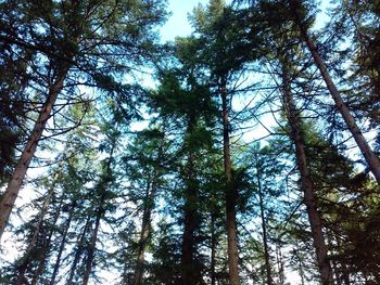 Low angle view of bamboo trees