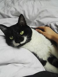 Close-up portrait of cat lying on bed