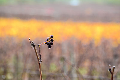 Close-up of plant growing on field during sunset