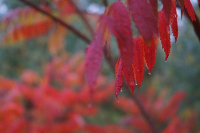 Close-up of red maple leaves on branch