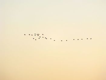 Birds flying in sky