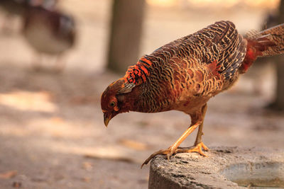 Close-up of bird perching on wood