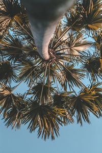 Low angle view of palm tree against sky