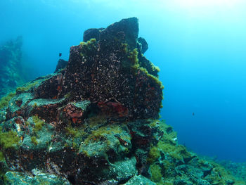 View of coral swimming in sea