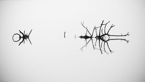 Low angle view of bare tree against clear sky