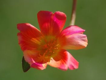 Close-up of pink flower