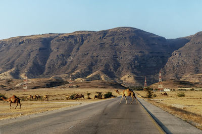 View of camel on mountain road 