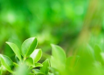 Close-up of fresh green plant