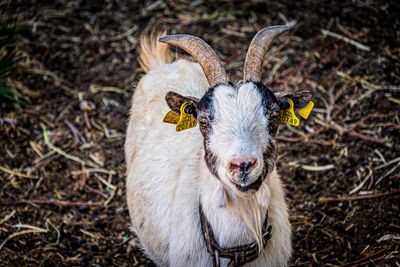 Close-up portrait of goat on land