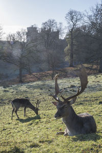 Deer in a field