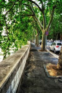 Road amidst trees