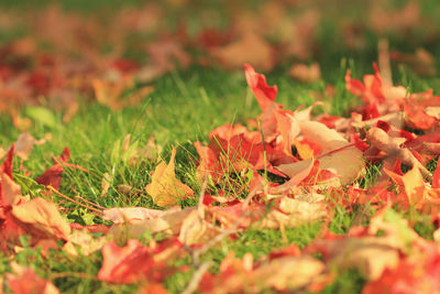 Close-up of autumn leaves on field