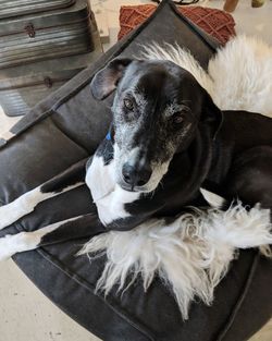 Close-up portrait of dog resting at home