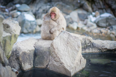 Japanese macaques sitting on rocks by hot springs