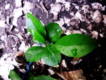 Close-up high angle view of green leaves