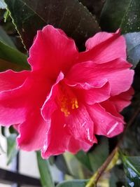 Close-up of pink rose flower