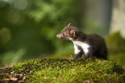 Squirrel on a field