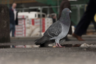 Close-up of pigeon perching on retaining wall