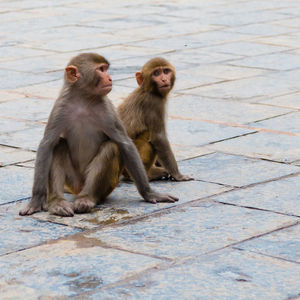 Monkeys sitting on footpath