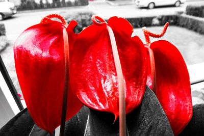 Close-up of red rose