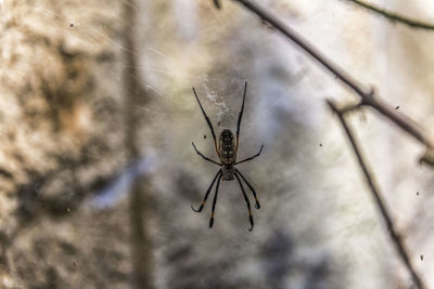 Close-up of spider