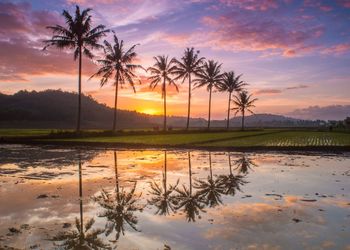 Palm trees by lake against sky during sunset