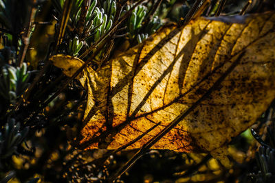 Close-up of insect on leaves