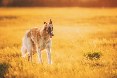 Full length of a dog on field