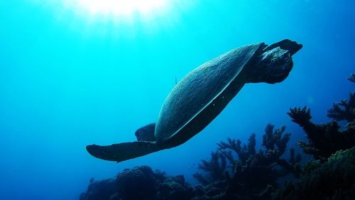 Close-up of fish swimming in sea