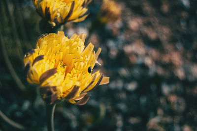 Close-up of yellow flowering plant