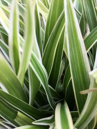 Close-up of green leaves