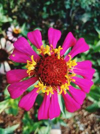 Close-up of pink flower