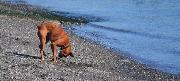 Side view of dog on shore