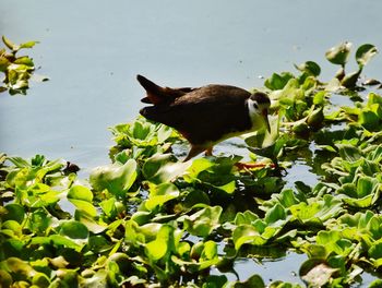 Cat sitting on leaves in lake