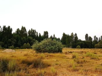 Scenic view of field against clear sky