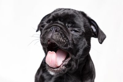 Close-up of black dog yawning against white background