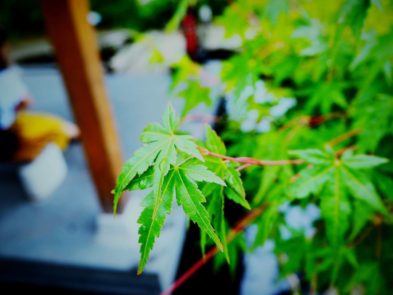 CLOSE-UP OF LEAVES