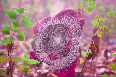 Close-up of spider web on plant