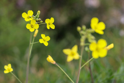 Close-up of yellow flowering plant