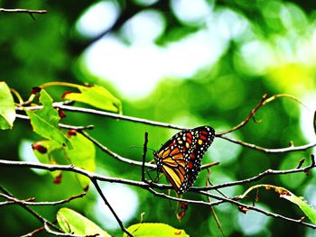 Close-up of butterfly on leaf