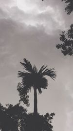 Low angle view of palm trees against cloudy sky