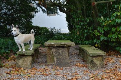 Portrait of dog sitting on tree