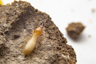 Close-up of insect on rock