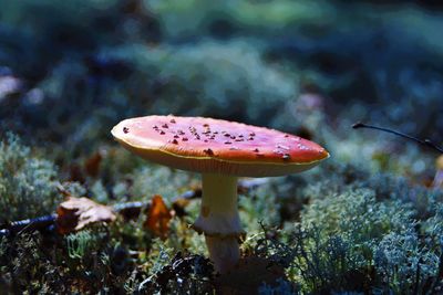 Close-up of mushroom growing on field