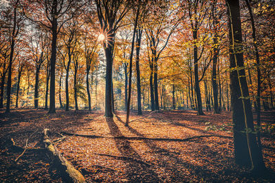 Trees in forest during autumn