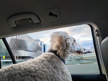 Dog looking through car window