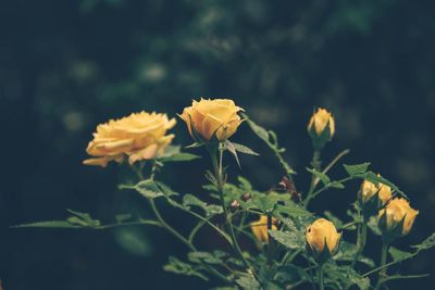 Close-up of yellow roses growing on flowering plants