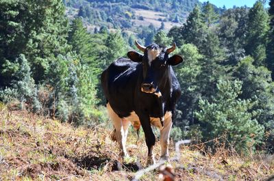 Cow standing in a field