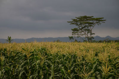 Scenic view of agricultural field against sky