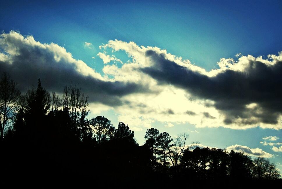 sky, silhouette, tree, tranquility, cloud - sky, beauty in nature, tranquil scene, scenics, nature, low angle view, cloud, cloudy, blue, growth, outdoors, idyllic, no people, landscape, non urban scene, day